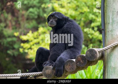 Der Siamang (Symphalangus syndactylus), Schwarzfellgibbon, gefährdeter arborealer Primat in der Familie Hylobatidae, heimisch in den Wäldern Indonesiens Stockfoto