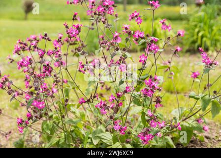 Daylight Blooming Clove In The Garden - Rosa Zierblume Im Sonnenlicht Stockfoto