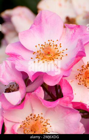 Carefree Delight Rose, Heirloom Roses, St Paul, Oregon Stockfoto