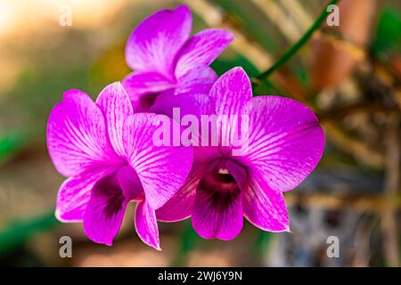 Nahaufnahme der wunderschönen blühenden Madame Orchideenblumen oder dendrobium Blume in der Frühsommersaison in Thailand. Stockfoto