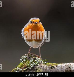 Ein europäischer Rotkehlchen, der auf einem Ast sitzt Stockfoto