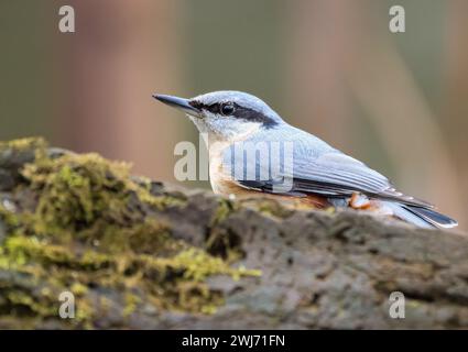 Ein eurasischer Nacktschopf, der auf einem moosbedeckten Baum thront Stockfoto