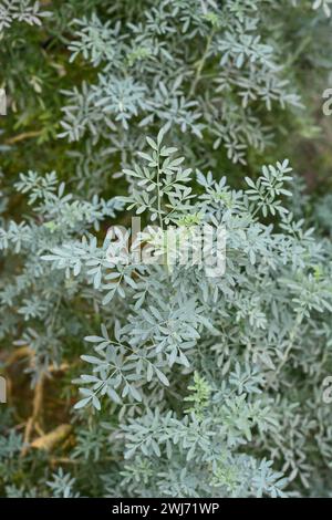 Nahaufnahme der gewöhnlichen rue Pflanze im Garten, alias Ruta oder Kräuter der Gnade oder Gartenrue, ruta graveolens, aromatisches Laub der medizinischen Verwendung traditionell Stockfoto