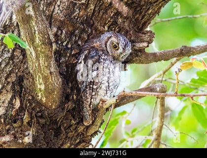 African Barred Owlet Kruger National Park Stockfoto