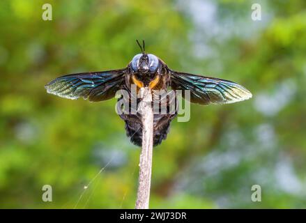 Eine Nahaufnahme einer schwarzen Zimmermannsbiene (Gattung xylocopa). Stockfoto