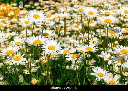Die Glade wurde gelb von vielen blühenden Gänseblümchen, selektiver Fokus Stockfoto