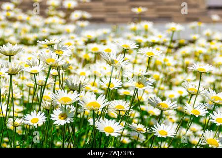 Leukantheme mit grüner Färbung blüht in einem großen Blumenbeet, einige der Blumen sind Nahaufnahmen, selektiv fokussiert Stockfoto
