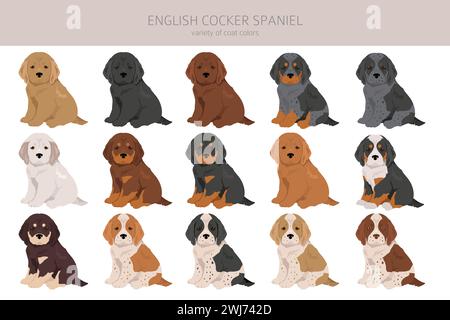 Englischer Cocker Spaniel Clipart. Verschiedene Posen, Fellfarben eingestellt. Vektorgrafik Stock Vektor