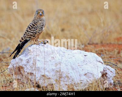 Greater Kestrel hockte auf einem Felsen mit einer toten Schlange in den Krallen - blickte direkt in die Kamera Stockfoto