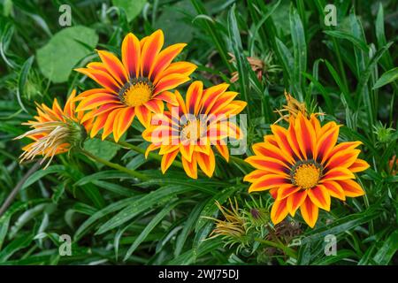 Gazania Kiss Orange Flamme, Gazania rigens, Blumen rötlich und orange gestreifte Blütenblätter Stockfoto