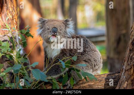 Ein flauschiger Koala (Phascolarctos cinereus) hält sich in der Nähe seines joey. Obwohl sie manchmal Koalabär genannt werden, sind sie ein Beuteltier, das nur in Australien gefunden wird. Stockfoto