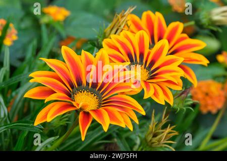 Gazania Kiss Orange Flamme, Gazania rigens, Blumen rötlich und orange gestreifte Blütenblätter Stockfoto