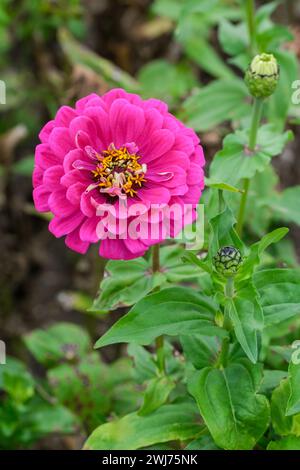 Zinnia elegans Riesen Purple Prince, doppelte magentafarbene Blüten, lindgrüne Zentren Stockfoto