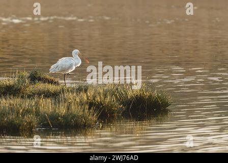 Löffelschnabel mit Blick über das Wasser auf Gras am Rand der Mündung Stockfoto