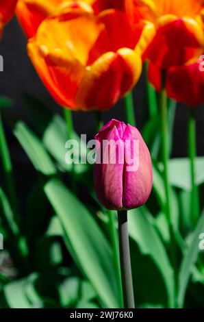 Frühlingsblumen. Helle Frühlingstulpen wachsen im Garten Stockfoto