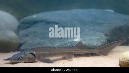 Sibirischer Sturgeon - Acipenser Baerii Stockfoto