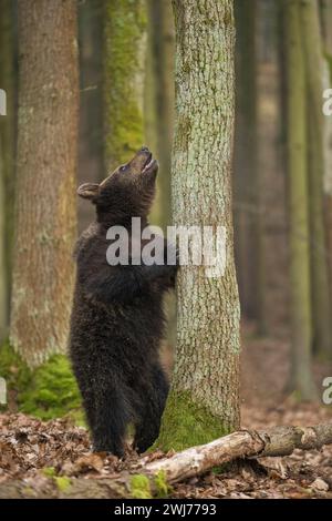 Europäischer Braunbär (Ursus arctos) steht in lustiger Situation vor einem Baum, steht auf seinen Hinterpfoten und blickt auf einen Baum. Stockfoto