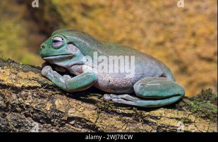 Nahaufnahme eines grünen Baumfrosches (Litoria caerulea) Stockfoto