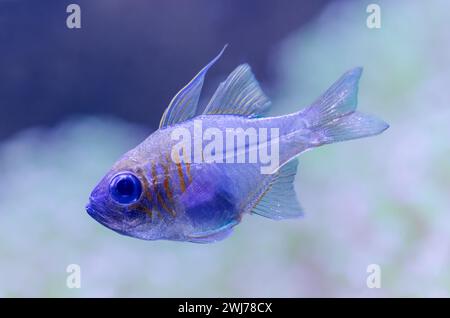 Nahaufnahme eines Fadenkardinalfisches (Apogon leptacanthus) Stockfoto