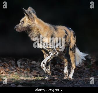 Nahaufnahme eines afrikanischen Wildhundes (Lycaon pictus) Stockfoto