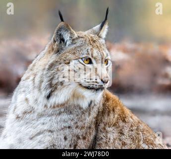 Nahaufnahme eines Eurasischen Luchses (Lynx Luchse) Stockfoto