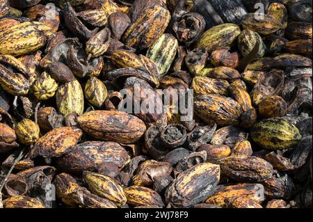 GHANA, östliche Region, Nkawkaw, Kakaofarm , Ernte und Verarbeitung, leere Kakaoschoten / GHANA, Kakao Anbau, Ernte und Verarbeitung, leere Kakao Hülsen Stockfoto