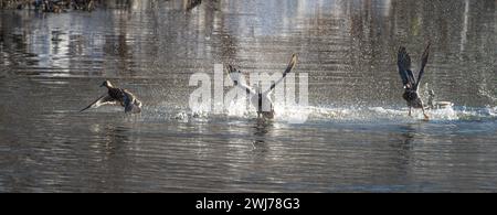 Enten in Aktion, Flügel breit ausgebreitet, im Wasser spritzen und sich auf den Start vorbereiten Stockfoto