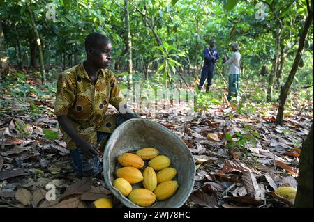 GHANA, Suhum, kleinbäuerliche Bio-Kakaofarm, Kakaoernte, geerntete Kakaoschoten / GHANA, Suhum, Kleinbauern bei Bio Kakao Ernte, geerntete Kakaofrüchte Stockfoto