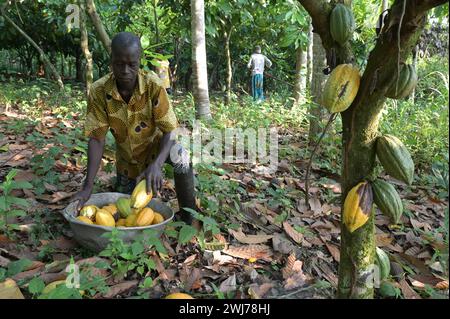 GHANA, Suhum, kleinbäuerliche Bio-Kakaofarm, Kakaoernte, geerntete Kakaoschoten / GHANA, Suhum, Kleinbauern bei Bio Kakao Ernte, geerntete Kakaofrüchte Stockfoto