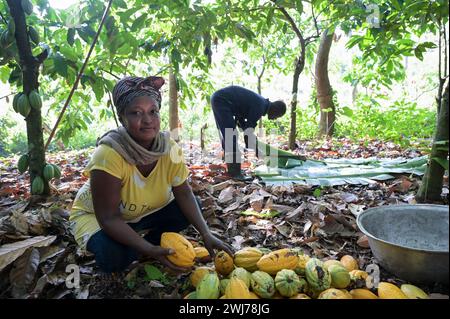 GHANA, Suhum, kleinbäuerliche Bio-Kakaofarm, Kakaoernte, geerntete Kakaoschoten / GHANA, Suhum, Kleinbauern bei Bio Kakao Ernte, geerntete Kakaofrüchte Stockfoto