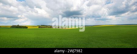 Hellgrüne, frische Felder mit Rapssamen im Hintergrund in Bourgogne, Panorama Stockfoto