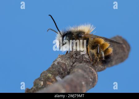 Rote Mauerbiene, Rostrote Mauerbiene, Mauerbiene, Mauer-Biene, Männchen, Osmia bicornis, Osmia rufa, rote Maurerbiene, Maurerbiene, Männchen, L'osmie rousse, M. Stockfoto