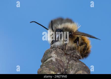 Rote Mauerbiene, Rostrote Mauerbiene, Mauerbiene, Mauer-Biene, Männchen, Osmia bicornis, Osmia rufa, rote Maurerbiene, Maurerbiene, Männchen, L'osmie rousse, M. Stockfoto