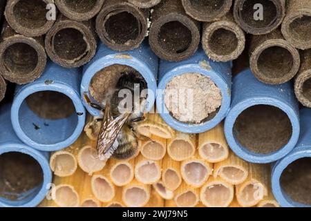 Rote Mauerbiene, Rostrote Mauerbiene, Mauerbiene, Mauer-Biene, Weibchen, Nestverschluß, Nestverschluss, Loch wird mit Sand, Lehm und Erde verschlossen Stockfoto