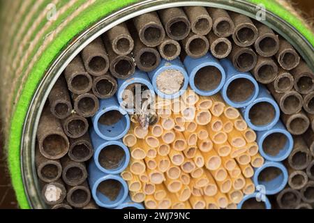 Rote Mauerbiene, Rostrote Mauerbiene, Mauerbiene, Mauer-Biene, Weibchen, Nestverschluß, Nestverschluss, Loch wird mit Sand, Lehm und Erde verschlossen Stockfoto