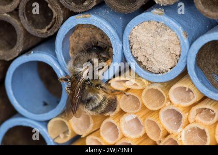 Rote Mauerbiene, Rostrote Mauerbiene, Mauerbiene, Mauer-Biene, Weibchen, Nestverschluß, Nestverschluss, Loch wird mit Sand, Lehm und Erde verschlossen Stockfoto