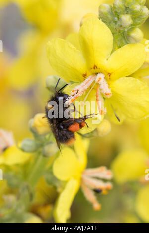 Wiesenhummel, Wiesen-Hummel, Hummel, Weibchen, Pollenhöschen, Bombus pratorum, Pyrobombus pratorum, frühe Hummel, frühe Hummel, Frühnistling b Stockfoto