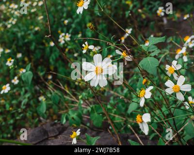 Weiße Zinnia angustifolia Blüten auf Blumenbeet. Zinnia angustifolia blüht im Garten. Zinnia acerosa ist eine niedrig wachsende mehrjährige blühende Pflanze. Stockfoto