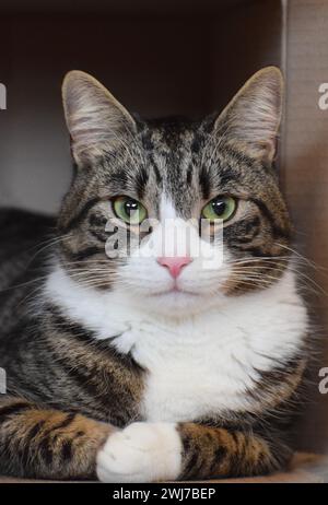 Ein 18 Monate alter männlicher brauner Tabby und weißer Hauskurzhaar-Mischkatze Stockfoto