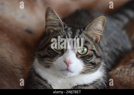 Ein 18 Monate alter männlicher brauner Tabby und weißer Hauskurzhaar-Mischkatze Stockfoto