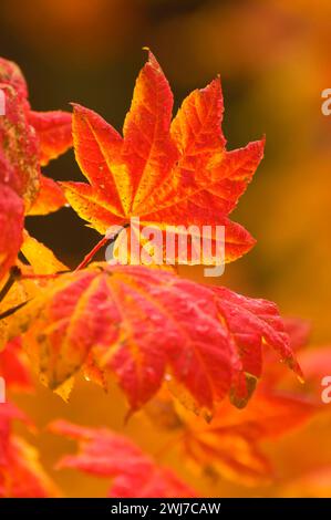 Weinahorn (Acer circinatum) Blätter im Herbst, McKenzie Pass-Santiam Pass National Scenic Byway, Willamette National Forest, Oregon Stockfoto