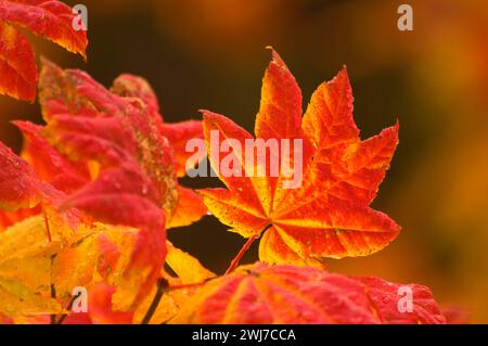 Weinahorn (Acer circinatum) Blätter im Herbst, McKenzie Pass-Santiam Pass National Scenic Byway, Willamette National Forest, Oregon Stockfoto