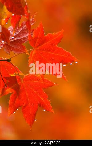 Weinahorn (Acer circinatum) Blätter im Herbst, McKenzie Pass-Santiam Pass National Scenic Byway, Willamette National Forest, Oregon Stockfoto