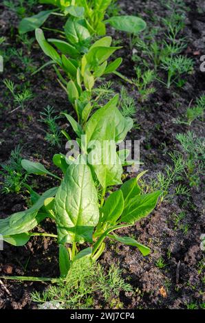 Bio-Spinat wächst im Garten. Junge Spinatblätter. Stockfoto