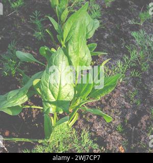 Bio-Spinat wächst im Garten. Junge Spinatblätter. Stockfoto