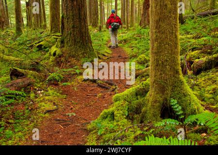 Little North Fork Santiam River Trail, Opal Creek Scenic Recreation Area, Willamette National Forest, Oregon Stockfoto