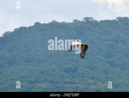 Pelikan, Graupelikan, Graupelikan, Pélican à bec tacheté, Pelecanus philippensis, foltoscsőrű pelikán, Srí Lanka, Asien Stockfoto