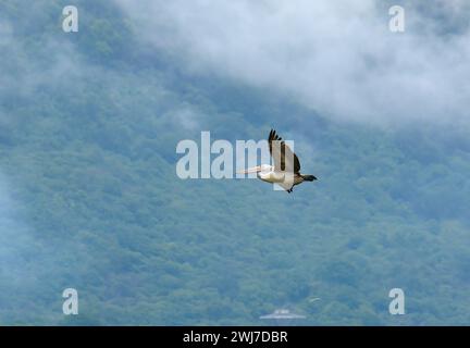 Pelikan, Graupelikan, Graupelikan, Pélican à bec tacheté, Pelecanus philippensis, foltoscsőrű pelikán, Srí Lanka, Asien Stockfoto