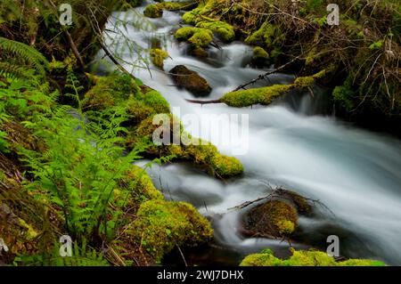 Inlandeis Spring Creek, McKenzie Wild and Scenic River, Willamette National Forest, Oregon Stockfoto