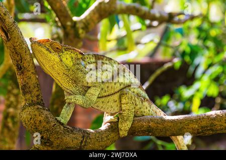 Hellgelbes Parson s Chamäleon, Calumma parsonii klettert auf einen Baumzweig, Wild Animal, Madagaskar. Buntes Chamäleon, das auf Baumästen klettert Stockfoto